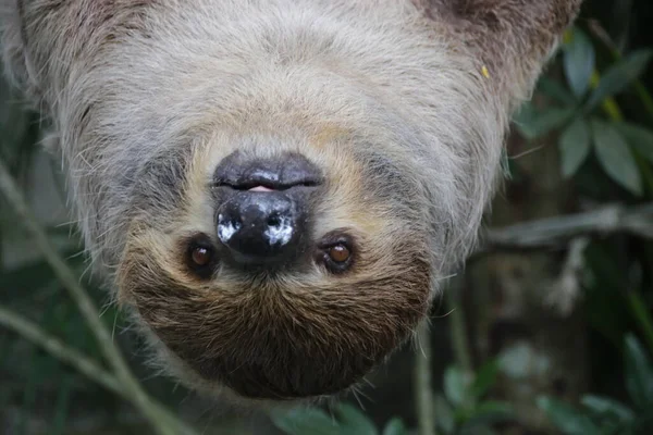 Gros Plan Sloth Mignon — Photo