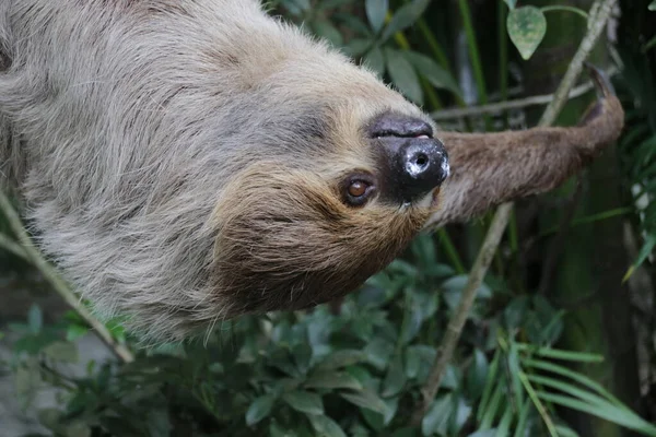 Şirin Tembel 'i kapat.