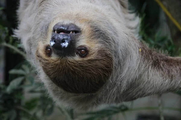 Şirin Tembel 'i kapat.