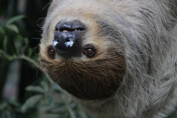 Gros Plan Sloth Mignon — Photo