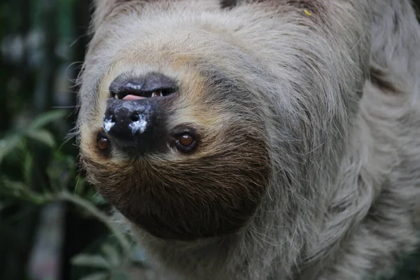 Close Schattig Loth — Stockfoto