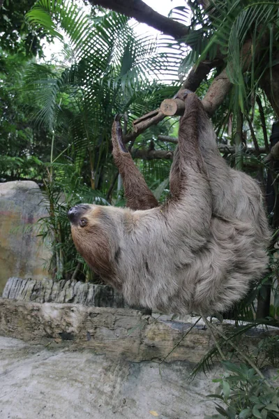 Şirin Tembel 'i kapat.