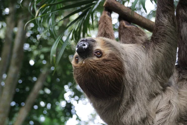 Şirin Tembel 'i kapat.