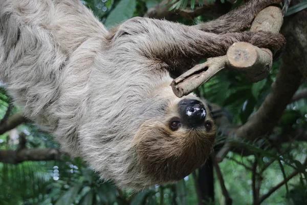 Şirin Tembel 'i kapat.