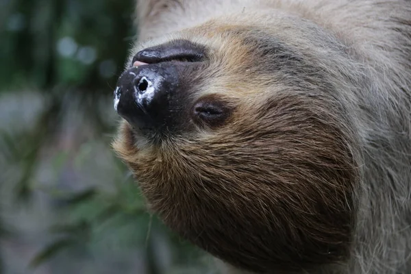 Şirin Tembel 'i kapat.