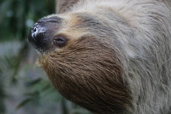 Sluit Sloth Gezicht — Stockfoto