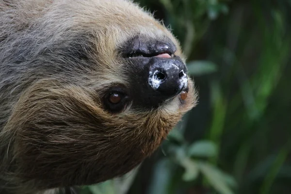 Şirin Tembel 'i kapat.