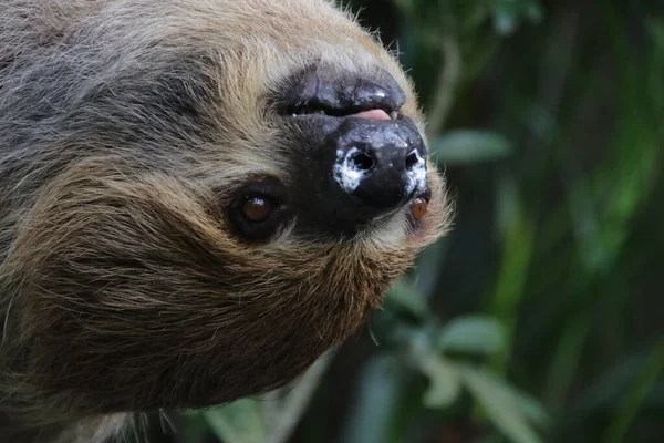 Sloth 'un yüzünü kapat.