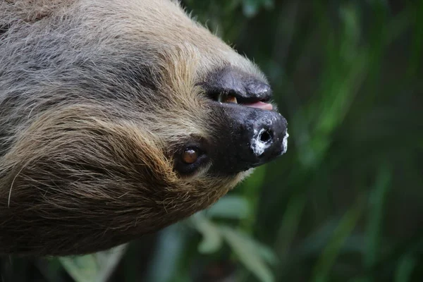 Şirin Tembel 'i kapat.