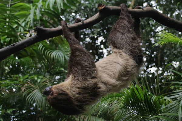 Close Cute Sloth — Stock Photo, Image