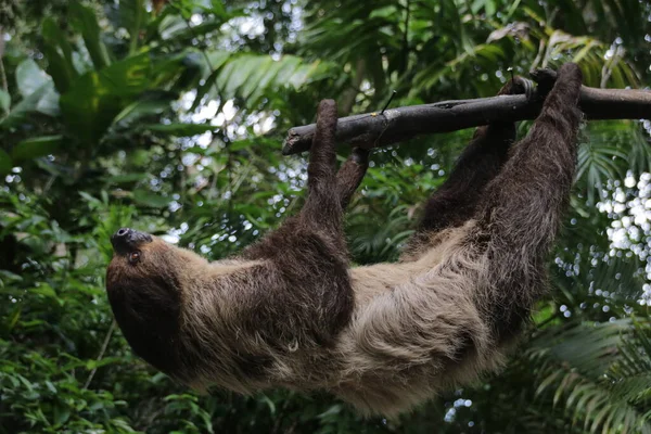 Close Schattig Loth — Stockfoto