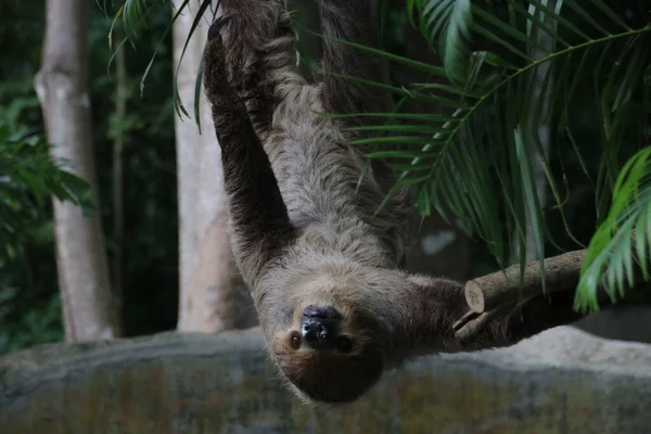 Şirin Tembel 'i kapat.