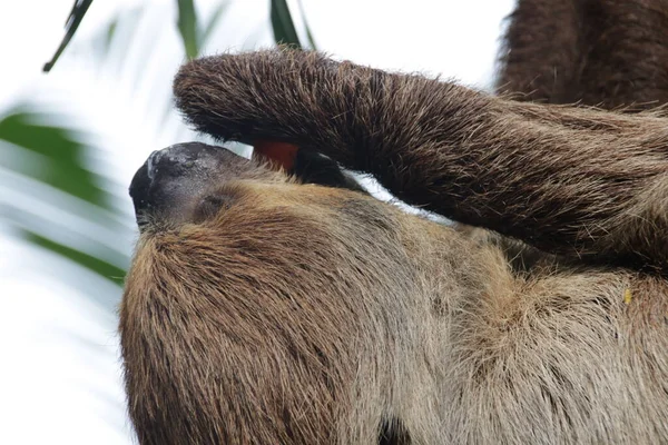 Şirin Tembel 'i kapat.