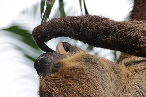 Şirin Tembel 'i kapat.