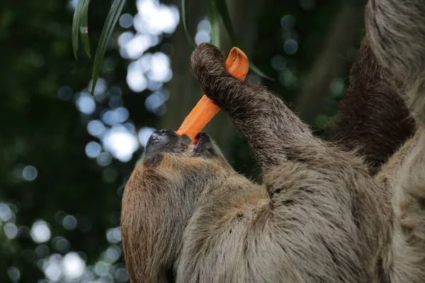 Közelkép Aranyos Lajhár — Stock Fotó