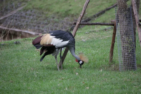 Preto Coroado Crane Balearica Pavonina Pátio Verde — Fotografia de Stock