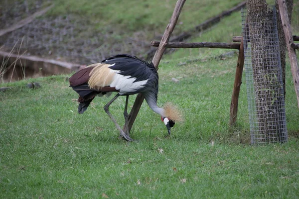 Siyah Taç-Turna, Balearica köşkü, yeşil bahçede.