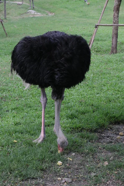 Close Common Ostrich Green Yard — Stock Photo, Image