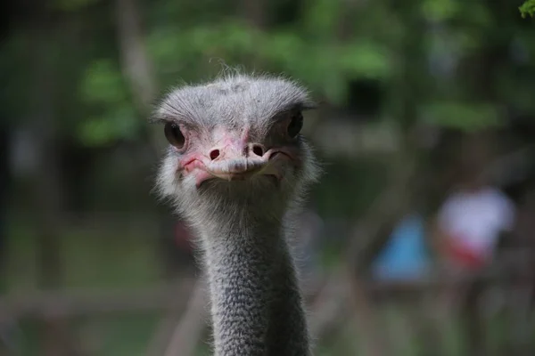 Close Common Ostrich Green Yard — Stock Photo, Image