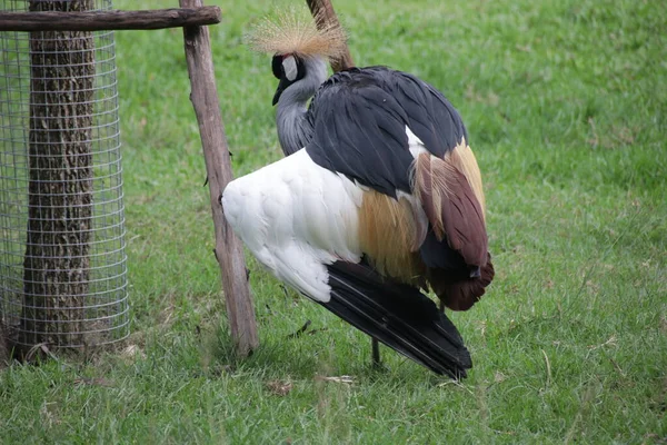 Preto Coroado Crane Balearica Pavonina Pátio Verde — Fotografia de Stock