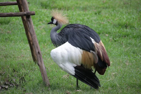 Siyah Taç-Turna, Balearica köşkü, yeşil bahçede.