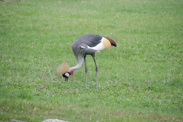 Preto Coroado Crane Balearica Pavonina Pátio Verde — Fotografia de Stock