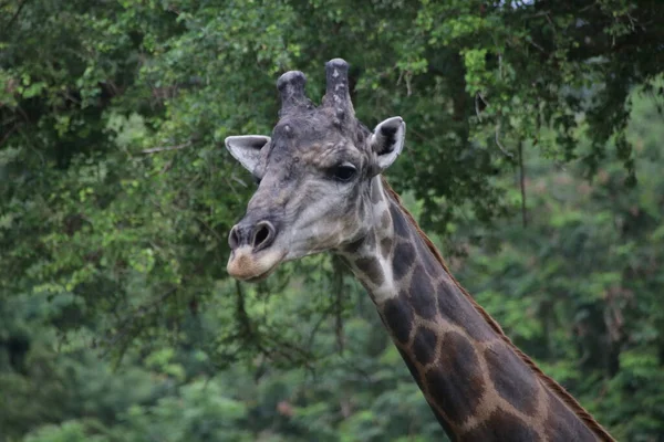 Close Giraffe Face — Stock Photo, Image