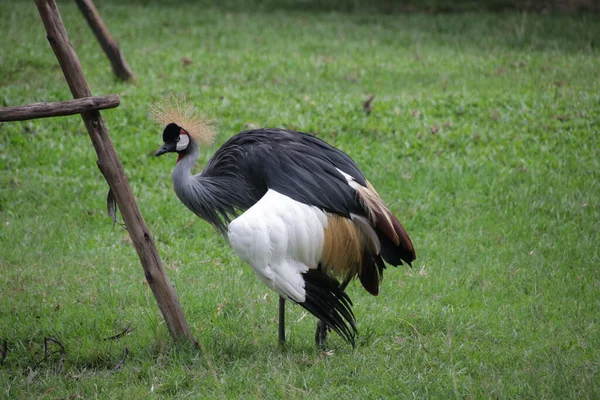 Siyah Taç-Turna, Balearica köşkü, yeşil bahçede.