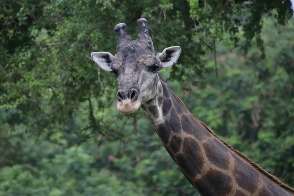 Sluit Giraffe Gezicht — Stockfoto