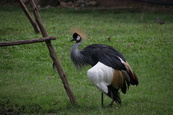 Siyah Taç-Turna, Balearica köşkü, yeşil bahçede.