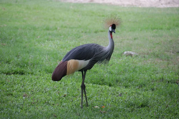 Siyah Taçlı Turna Kuşu, Balearica köşkü, yeşil bahçede.