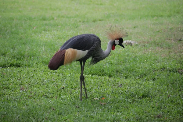 Siyah Taçlı Turna Kuşu, Balearica köşkü, yeşil bahçede.