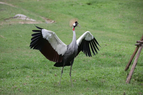 Siyah Taçlı Turna Kuşu, Balearica köşkü, yeşil bahçede.