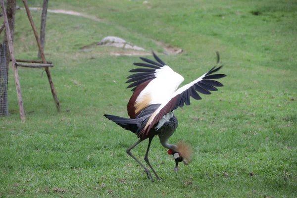 Black Crowned Crane Bird Balearica Pavonina Quintal Verde — Fotografia de Stock