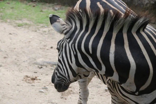 Zebra 'yı avluda kapatın.