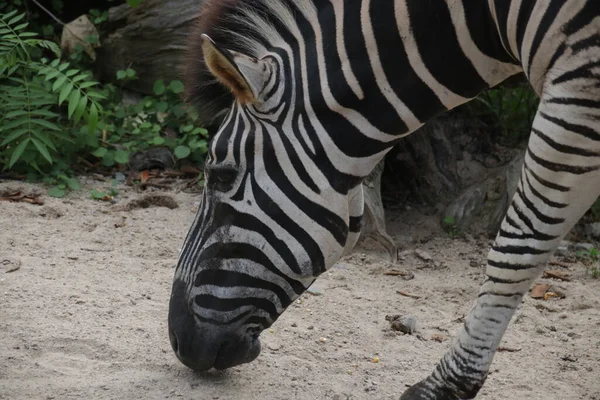 Zebra 'yı avluda kapatın.