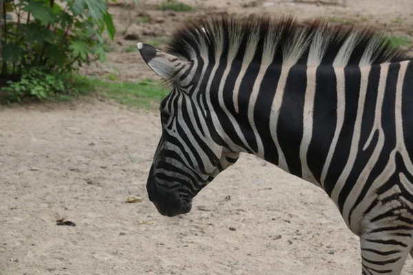 Zebra 'yı avluda kapatın.