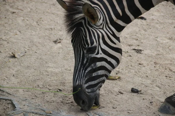 Zamknij Zebra Stoczni — Zdjęcie stockowe