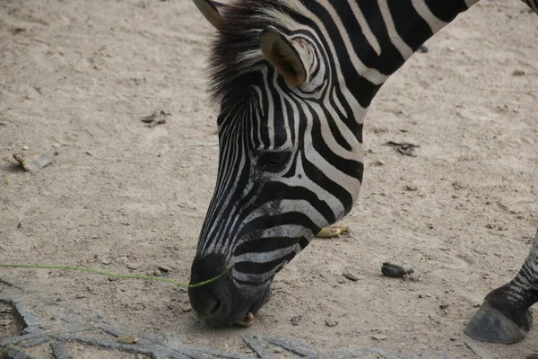 Feche Rosto Zebra — Fotografia de Stock