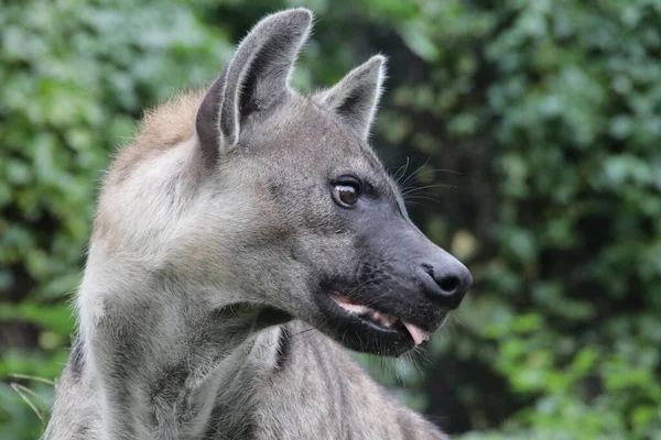 Fermer Hyena Dans Zoo — Photo