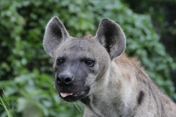 Fermer Hyena Dans Zoo — Photo