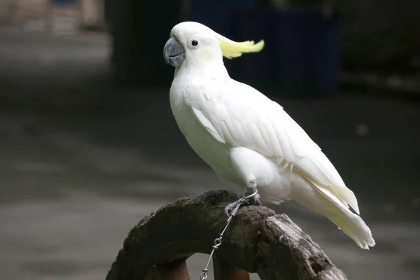 Primer Plano Cacatúa Blanca Pájaro Parque —  Fotos de Stock