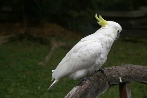 Primer Plano Cacatúa Blanca Pájaro Parque —  Fotos de Stock