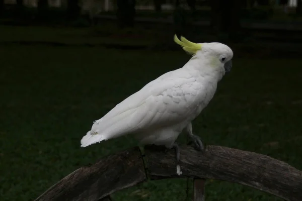 Primer Plano Cacatúa Blanca Pájaro Parque —  Fotos de Stock