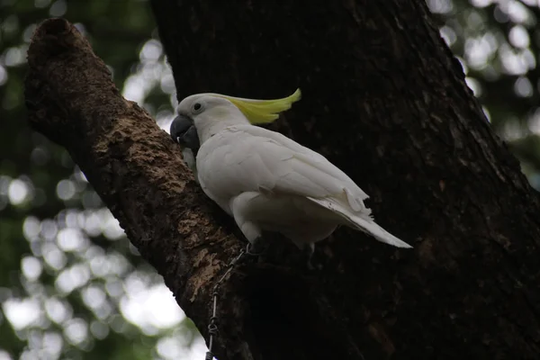 Close White Cockatoo Bird — Fotografia de Stock