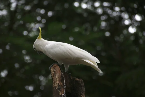 Close White Cockatoo Bird — Fotografia de Stock