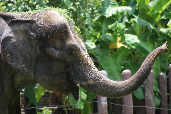 Fechar Cara Elefante — Fotografia de Stock
