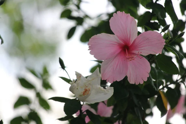 Ανθισμένο Λουλούδι Του Ιβίσκου Την Άνοιξη — Φωτογραφία Αρχείου