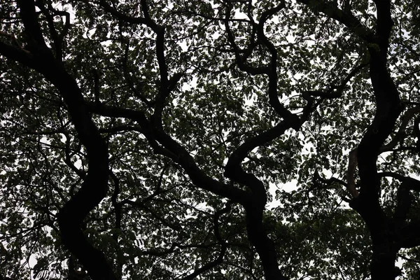 Güneyli canlı bir meşe (Quercus virginiana) gibi büyük bir ağacın tepe örtüsü aşağıdan görülmektedir.. 