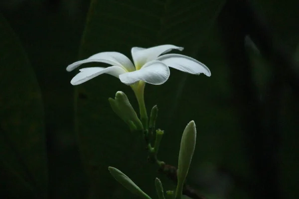 Close Kvetoucí Bílý Květ Frangipani Flower — Stock fotografie